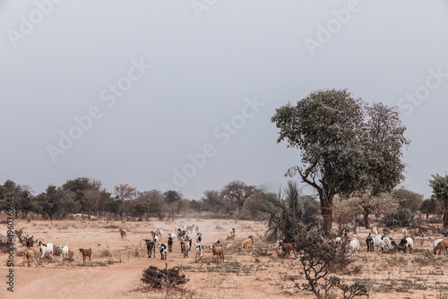 Obraz na plátne Large group of goats walking through arid landscape in southern Angola – pastora