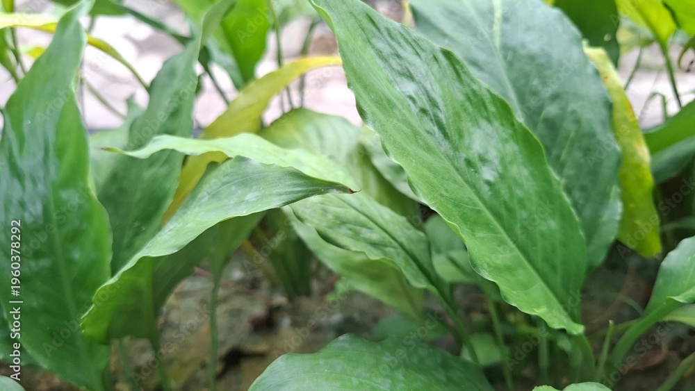 Fototapeta premium Close Up of Lush Green Plant Leaves