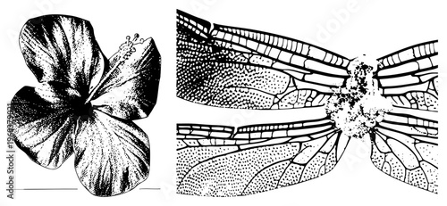Botanical hibiscus bloom with textured petals, dragonfly wings with veined structure, black and white halftone art, scientific illustration style, isolated nature elements.