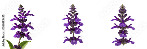 Fotografia Fresh purple salvia flowers or sage blossoms isolated on white background, botan