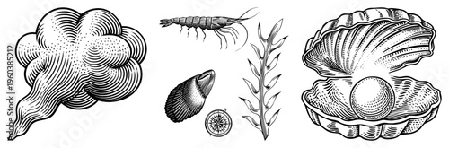 Hand drawn oceanic motifs including shrimp, seaweed, scallop, compass rose, and pearl oyster, rendered in detailed and stippling.