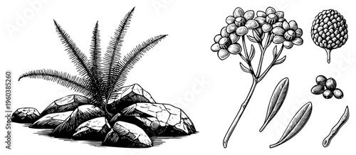 Hand drawn botanical study featuring fern fronds, rocky base, flower cluster, leaves, and seed pods, detailed art, nature study, scientific illustration.