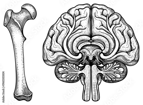 Anatomical study of human brain with cerebral cortex and cerebellum, alongside long bone structure, skeletal system, medical illustration, educational diagram.