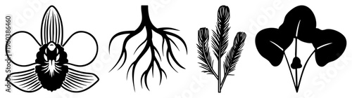 Stylized plant and feather in vector, nature motifs, graphic design elements, botanical illustrations, minimalist.