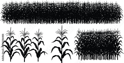 Corn field silhouettes collection illustration, maize plants agriculture set, farm crop rows and stalks, rural farming concept, black vector design