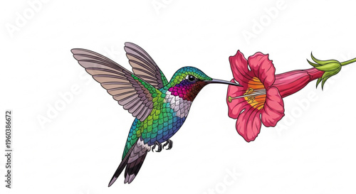 Colorful hummingbird feeding on vibrant pink flower in mid air flight with green and purple feathers