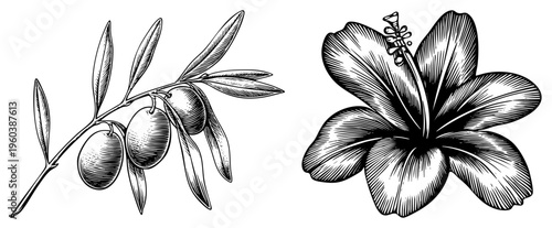 Botanical illustration of olive branch with olives and hibiscus flower, vintage engraved art, botanical sketch, nature drawing, design.