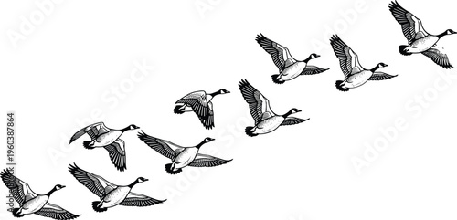A striking black and white vector illustration of a flock of Canada geese migrating, showing various wing positions and flight patterns, 