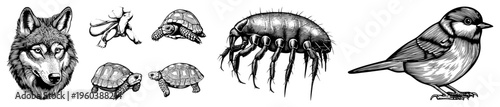 Hand drawn wildlife sketches featuring wolf, turtles, mite, and sparrow, rendered in intricate art with shading, ideal for nature, biology, or vintage graphic design.