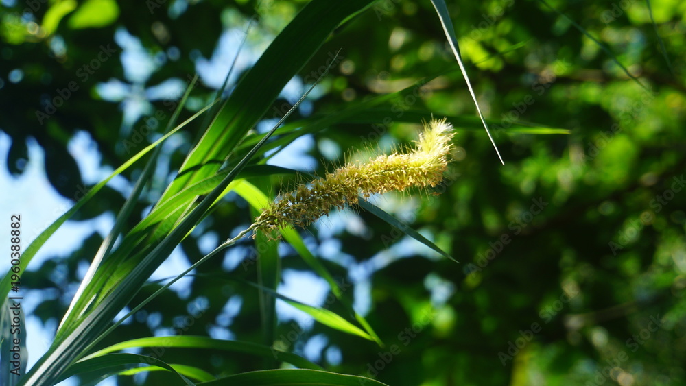 Fototapeta premium Golden Grass Seed Head Glowing in Sunlit Greenery