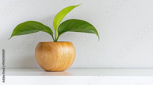 Small green foliage sprouts from a rounded wooden container situated on a white surface against a light backdrop