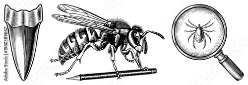 Detailed black and white vector art depicting a wasp, tick under magnifier, and tooth scientific illustration, entomology, paleontology study tools.