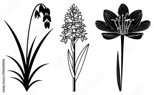 Vector designs featuring orchid, lily, and bellflower plants with clean, botanical accuracy, style, isolated foreground elements.