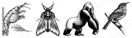 Classic halftone etchings of shrimp, moth, gorilla, and bird perched on branch, vintage scientific illustration style, black and white, detailed textures, natural history print.