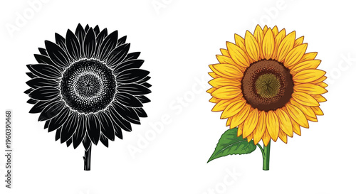 Two sunflowers presented one monochrome one vibrant and colored