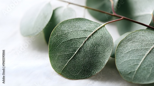 Close-up Macro Shot of Eucalyptus Leaves with Delicate Veins.