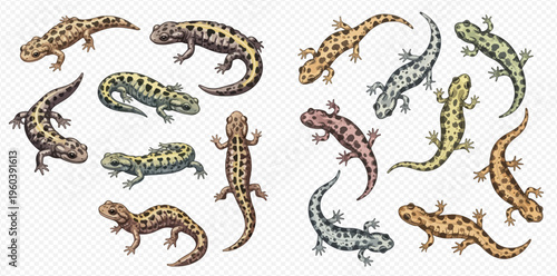 Set of colorful salamanders and newts, various species of amphibians with different patterns and colors, isolated vector illustration.