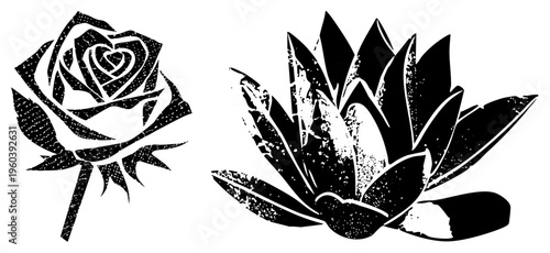 Stylized vector art with distressed texture, rose and succulent forms, graphic print aesthetic, design, botanical illustration.