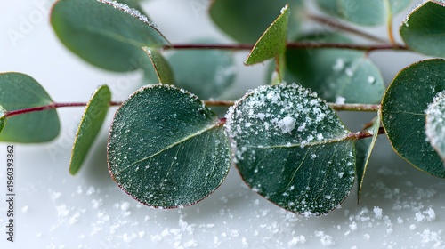 Close-up of Eucalyptus Leaves with Frost or Snow Sprinkles.