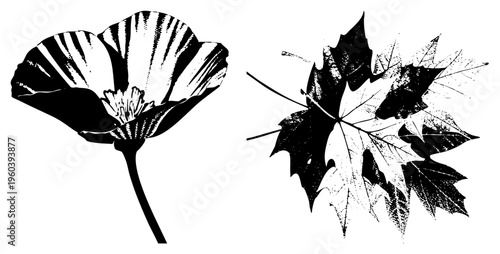 Black and white poppy flower and maple leaf rendered in halftone dot, vector graphic, isolated botanical elements, artistic print design, graphic art.
