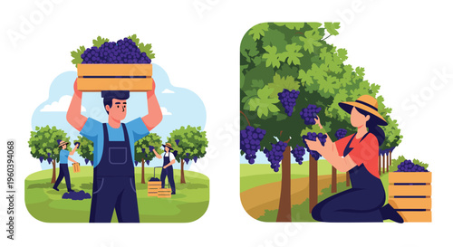 Hardworking farmers harvesting ripe purple grapes in a scenic vineyard during the autumn season to produce high quality wine products.