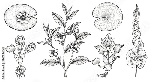 Botanical Illustration: Water Lily, Tea Plant, and Exotic Flowers - Vintage Style