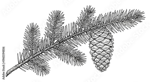 Black and white illustration of a pine branch with a cone, isolated on white background