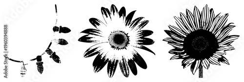 Black and white vector illustrations of sunflower and eucalyptus branch, halftone texture, rustic botanical design, isolated graphic elements, nature motifs.