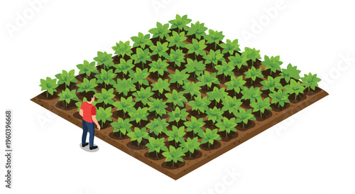 Isometric agricultural illustration showing a farmer in a red shirt standing beside a square field of green leafy crops.