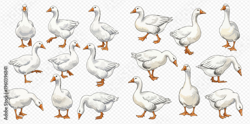 Set of various white geese in different poses and actions, isolated on a transparent background.