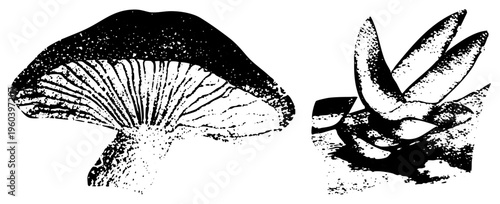 Detailed halftone mushroom with gills, stylized fan shaped plant, vector art, botanical design, texture, isolated nature elements.
