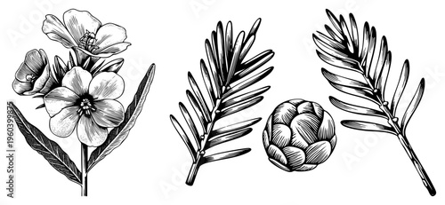 Detailed black and white botanical drawings of flowers, pine like foliage, and an artichoke, rendered with hatching and stippling for texture.