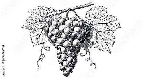 Vintage Grape Bunch Illustration