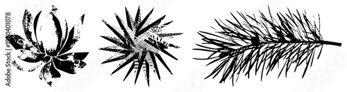 Graphic silhouettes of lotus flower, sea urchin, pine branch, vector art, black and white, nature motifs, botanical illustration.