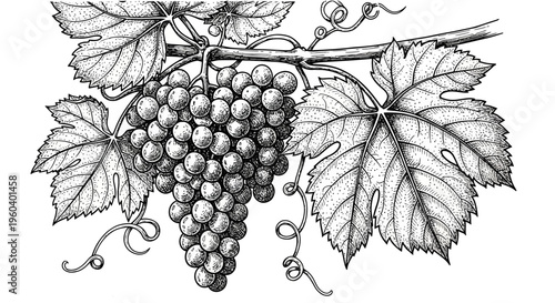 Vintage Grapevine Illustration: Bunch of Grapes and Leaves on a Branch