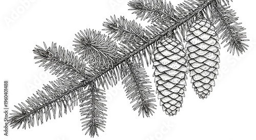 Pine Branch with Cones - Vintage Botanical Illustration