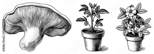 Vintage botanical sketch of mushroom, potted rose bush, and flowering plant, rendered in fine, ideal for print or digital design projects.