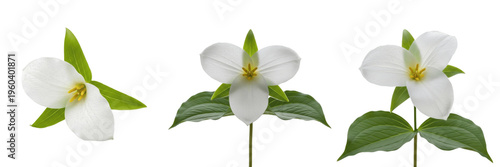 Bild auf Leinwand Fresh white trillium flowers with green leaves isolated on white background, rar