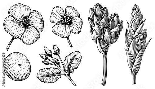 Hand drawn botanical elements including hibiscus, buds, leaves, and citrus fruit, rendered in halftone dotwork, ideal for herbal design or educational use.