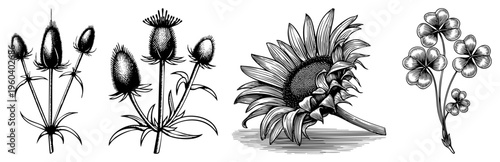 Detailed black and white vector drawings of thistle buds, sunflower, and clover, rendered with intricate and shading, ideal for botanical or nature themed design projects.
