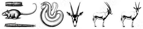 Detailed animal illustrations including rat, snake, antelope, and giraffe, alongside pen and pencil, rendered in vintage engraved art with hatching texture.