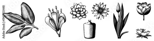 Hand drawn plant specimens with intricate, botanical sketches, nature art, engraved flora, vintage flora, herbarium collection, scientific illustration.