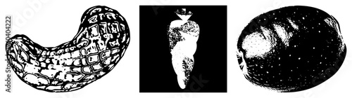 Vector graphic of three vegetables peanut with segmented, carrot with leafy top, potato with blemishes, all rendered in high contrast halftone style.