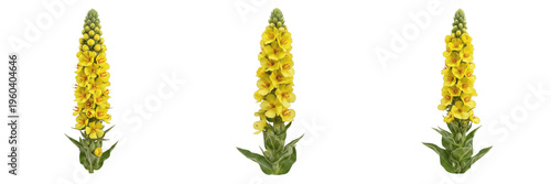 Cuadro en lienzo Fresh yellow mullein flowers or Verbascum thapsus spikes isolated on white backg