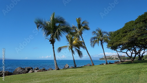 Tropical Paradise: Palm Trees of Hawaii