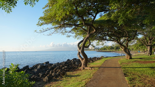Tropical Paradise: Palm Trees of Hawaii