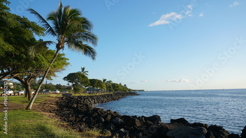 Tropical Paradise: Palm Trees of Hawaii