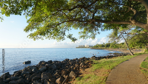 Tropical Paradise: Palm Trees of Hawaii