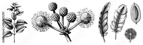 Detailed botanical sketches of leaves and flower clusters, alongside feather specimens and seed pods, rendered in precise art. Ideal for nature themed designs, tattoos, or educational materials.