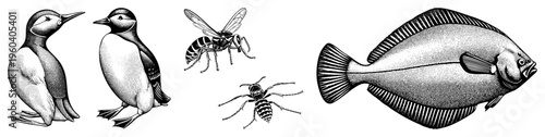 Classic engraved style wildlife drawings featuring penguins, wasps, and flounder, rendered in halftone dots with precise and detailed textures.